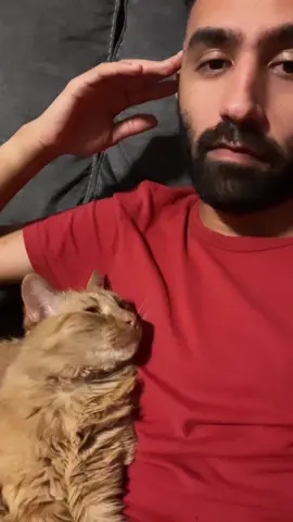 Kermit didn’t sign up for this nightlife 😹 #catdad #cats #catlover #guyswithcats 