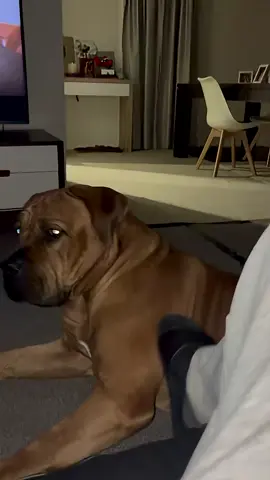 Boerboel’s Love Attention #Tatcha #kangal #boerboel #dogkissing #pitbull #cutedog #pet #animal #longervideo #alabai #belgianmalinois #dangerousdog 