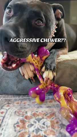 Feeling guilty about your chewer’s toys not lasting?? 🦴 #aggressivechewers #dogtoys #dogchews #dogtok #pitsoftiktok #pitbull #pitbullsoftiktok #dealsforyoudays 