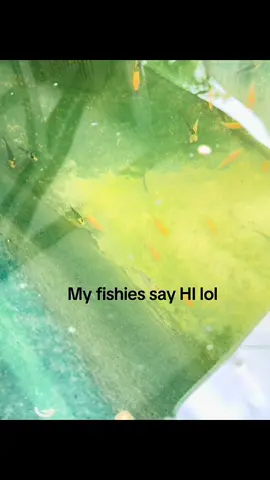 Hi lol.     My little fishies got hi on its side lol to cute 🥰. #koicarp #koi #koifry #kumonryu #jokes #❤️ #nature #lovelife #hampshireuk #newforestkoi #vibes #❤️❤️❤️❤️❤️❤️❤️❤️❤️❤️❤️❤️❤️❤️❤️❤️❤️❤️❤️ 