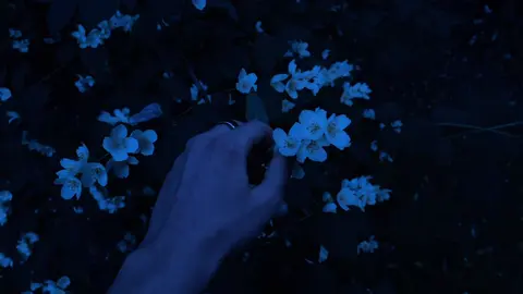 I'm so tired.                                          #calm #ambient #darkambient #vibe #aesthetic #bluehour #foryou #forypage #darkaesthetic #cinematography #cinematic #videography #nature #vibes 