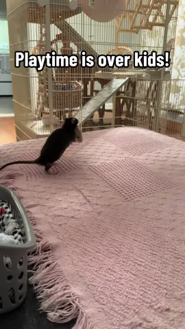 Nancy says it’s time for bed! We’re all having such a good time with these babies and it will be bittersweet when most of them go to their forever homes in a few weeks. ♥️ #ratsoftiktoktok #rattok #creatorsearchinsights #fyp #spongebobsquarepants #tiktokcreator #babyrats 