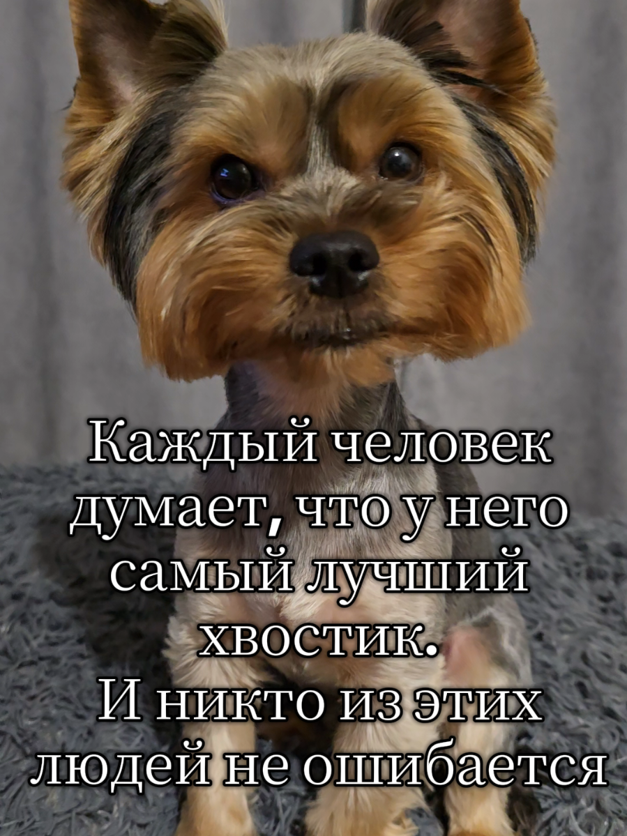 #йорк #йоркширскийтерьер #йорктайсон #йоркомания #йоркимоялюбовь #йорктикток #йоркичудо😻🐶йоркирулят #пушистоесчастье #хвостик #york #