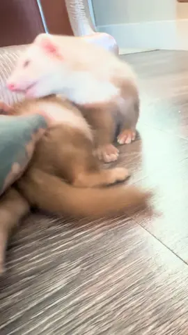 Post afternoon nap shenanigans 😴  #ferret #ferretsoftiktok #animal #animalsoftiktok #fyp #fypシ゚viral #PetsOfTikTok #pets #contentcreator #viral #unhinged #pinkyandslinky #minivlog #trending #huron #cuteanimals #Home #tattoo 