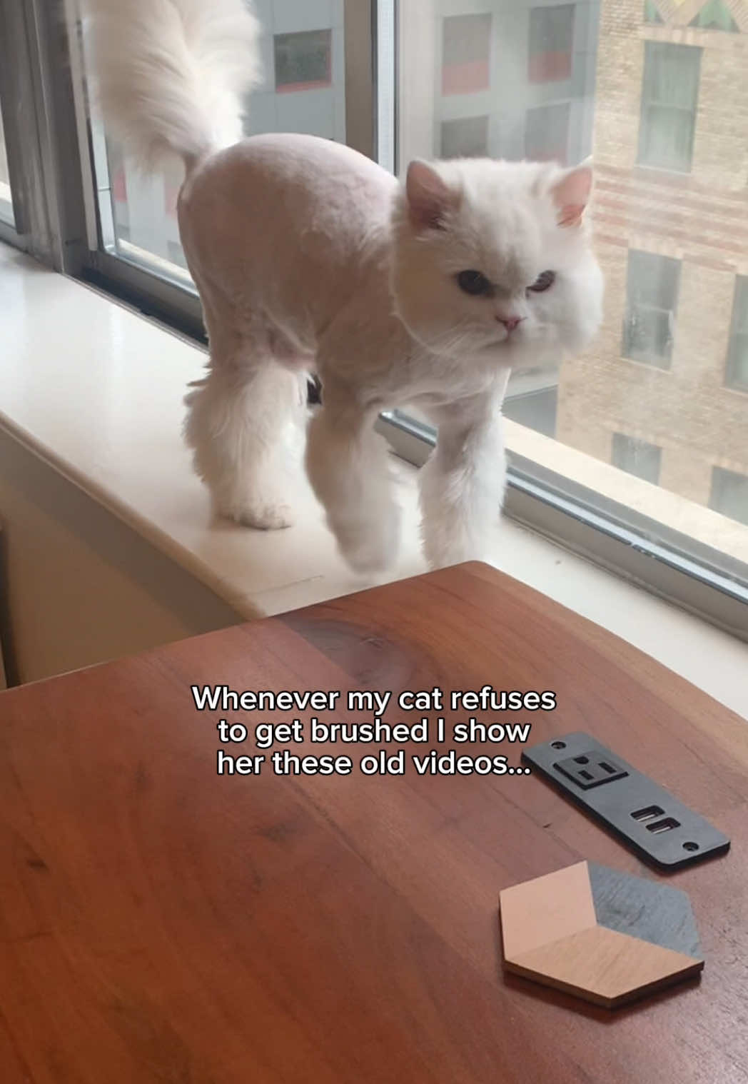 Works like a charm 👌 #catsoftiktok #fyp #catgrooming #angrycat 