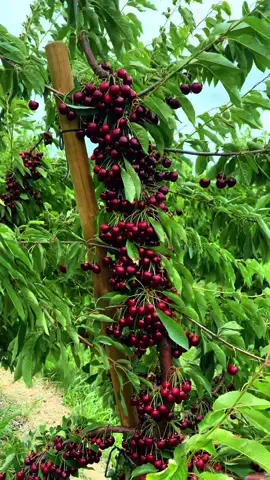 🍒#pisca#cherry🍒 estados de Washington #