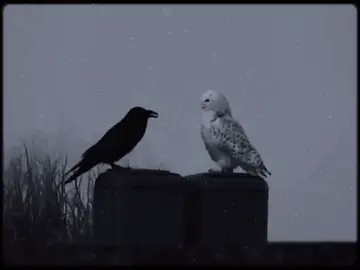 big fan of whatever this aesthetic is called #BookTok #FYP #Edit #Aesthetic #Pinterest #Crow #Owl #WhiteOwl #CrowAndWhiteOwl #FourthWing #DaenerysTargaryen 