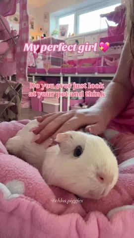 My perfect girl 😭💖 #pigfluencer #guineapig #guineapigs #guineapiglove #piggies #smallpetsoftiktok #guineapigsoftiktok #fyp #fypシ゚viral #loveyou #mygirl 