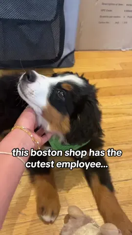 come for the copper cookware, stay for the puppy kisses 💓 #boston #bostontiktok #shoplocal #bernesemountaindog #southendboston #southend #backbay #backbayboston 