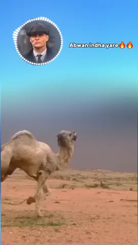 @Qurbac._Jarati 🩸🦁 @Abdullahi isse 🦁🎙 @indhayare571 @BROWN HARFO @𝐍𝐀𝐋𝐊𝐀👸🏼♥️🦋 @Dulmi Diid 2024 🇸🇴 @Queendagan01🇸🇸🇸🇴 #capCat #capcutamor #somalitiktok 