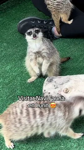 El único lugar de Lima donde podrás interactuar con tantos animales 😍 📲 Reservas: 950 165 376