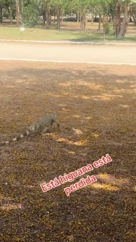 Aquien se le perdio está higuana