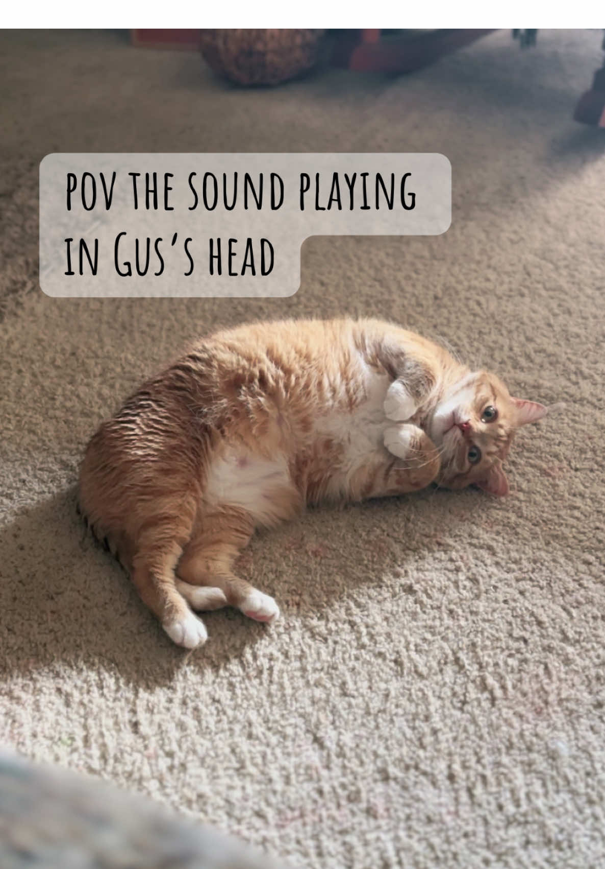 So cute, so stupid. #cat #catsoftiktok #orangecat #fyp #chonky 