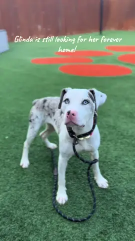 Beautiful Glinda is still looking for her forever home! Strayrescue.org/adopt