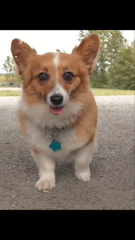 Hi from Willow Wisp, Jasper and Opal. #dogsoftiktok #cute #dog #cutedog #corgi #corgisoftiktok #funnydog #doglover #corgilife