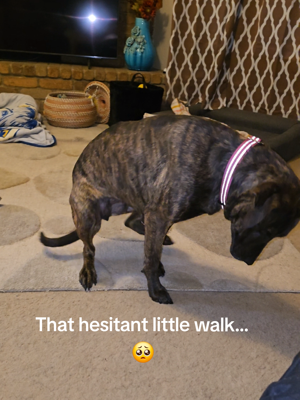 I immediately put down the phone and gave Meadow my undivided attention 🥰🐾 #fosterdog #healing #dogtransformation 