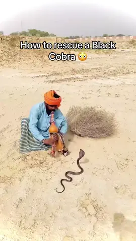 The music kinda good ngl 🐍 #blackcobra #snake #shoutoutot (via unknown) 