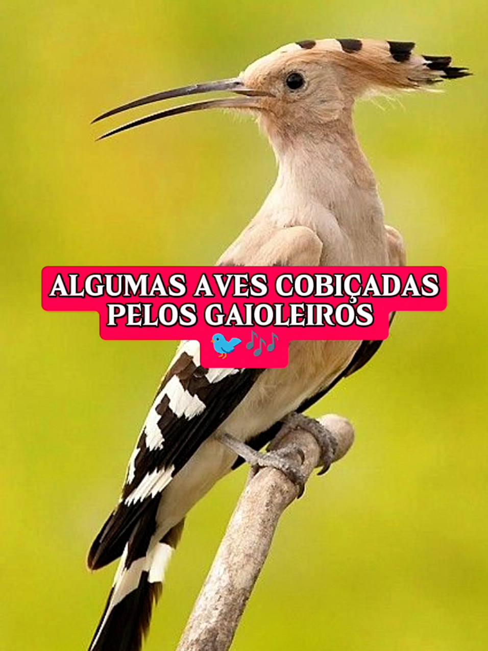 Algumas aves cobiçadas pelos gaioleiros #birdvideos #birds #passaros 