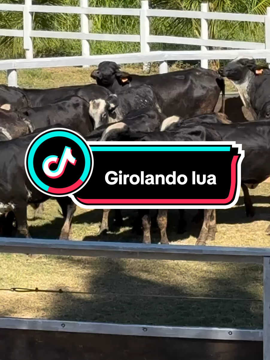 #creatorsearchinsights Girolando lua  #girolando #cow 