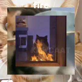 #fyp #💗 #videoviral #cats #catcore #brunomars 