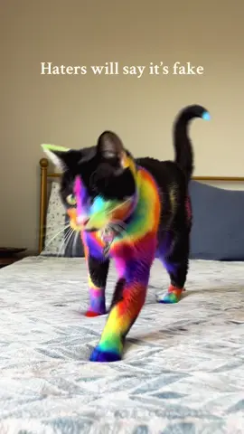 Is it REALLY pride month without a rainbow 🐈‍⬛!!! The answer is NOPE.  🌈🌈🌈🌈🌈🌈🌈🌈 Stay tuned for more creative grooms from me or the one and only @Bridgit’s Barking Bow-tique 🤩 • #foryoupage #viral #trending #cat #pridemonth #Pride 