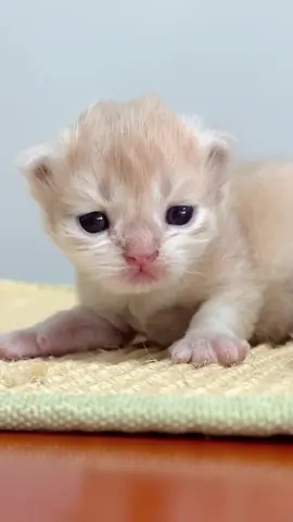 #cat #cuteness 