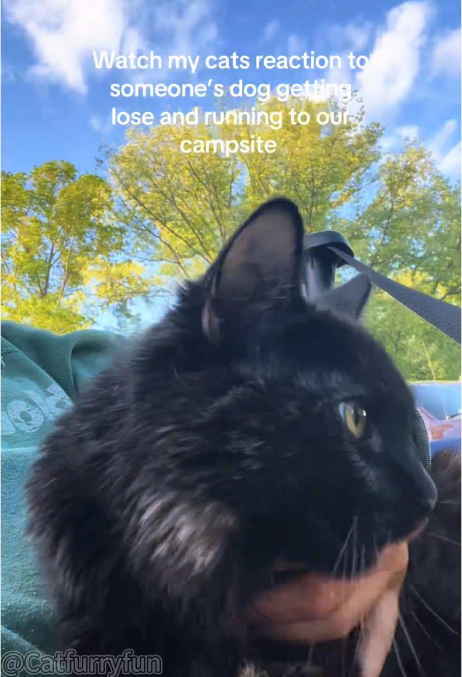 Protective cat behavior 😂😂😂#cat#catlover#catvideo #guardcat #funnycat#fyp