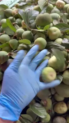 cả nhà đã biết quả trâu cổ tươi chưa nè. quả mang về thái lát phơi khô là ra thành phẩm nhé cả nhà #trâucổ  #trauco #xuhuong #dacsantaybac #dacsanvietnam 