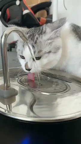 Our pets absolutely love this pet water fountain. It’s sleek and pretty too. So easy to put together and the filter is super simple to change. Definitely recommend if you have multiple pets or picky drinkers. The moving water encourages them to drink more.#TikTokShopFinds #PetFountain #PetEssentials #HydratedPets #PetParents #TikTokMadeMeBuyIt #CeramicPetFountain