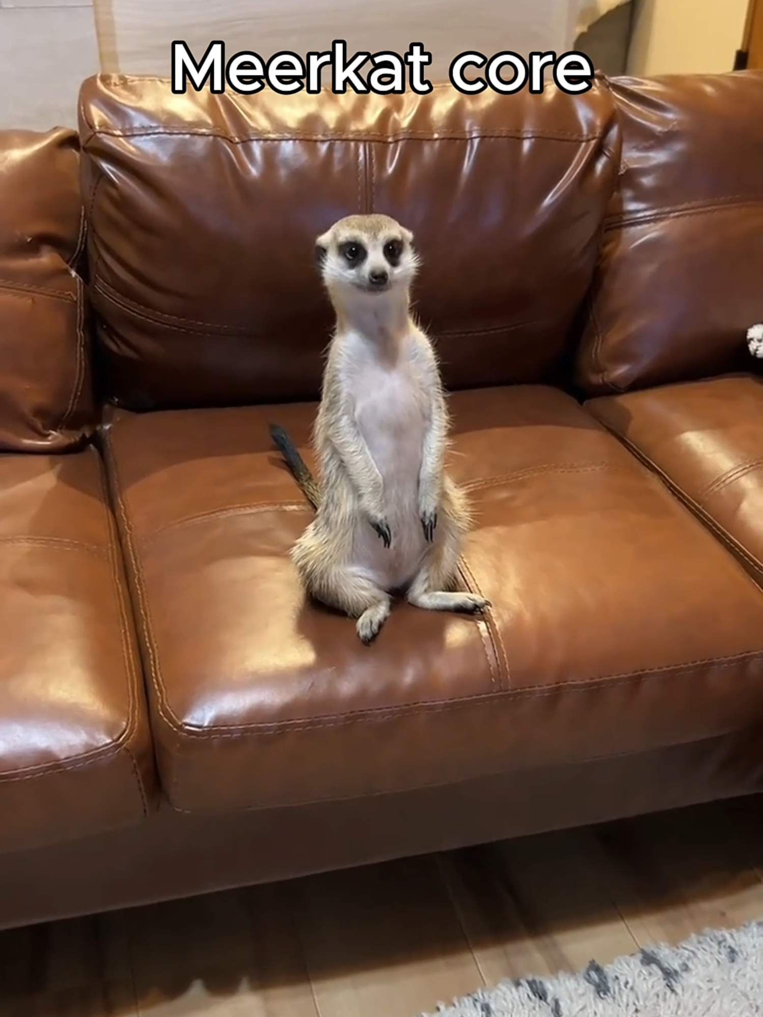 Meerkat core 🐱 | #meerkat #meerkats #meerkatsquad #meerkatcore #core #animalcore #funnyanimals #cuteanimals #fyp #animalcorecreator