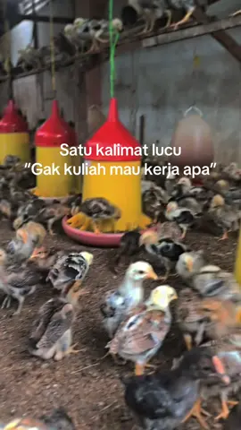 Emang eyakk😝😂#CapCut #peternakayam #ayam #xybca #zxycba #4u #fypage #peternakmuda #ayamkampungpremium #ayamkampung #ayamkampungsuper🐔🐔 #ayamkampungpetelur #ayamkampungsuper #ayamkampungunggul #ayamkampungpedaging #fyp #peternakan 