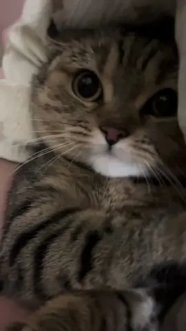 #cat 