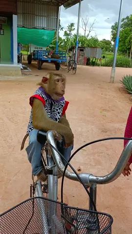 Monkey Sits On Bike While Woman Check Bicycle Will MAKE YOU SMILE