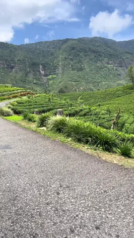 මේ පාරේ ගිහින් තියෙන අය කෝ 🌼🥺 #capcut #tiktok #foryou #100k #srilankan_tik_tok🇱🇰 #travel #foryoupage #trend #traveltiktok #gartmorefallsmaskeliya 