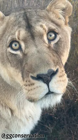Lioness eyes are almost hypnotically expressive.. and also deadly, yet there is almost an innocence there that’s overlooked. Two things can be true at the same time. Beautiful Bella. 
