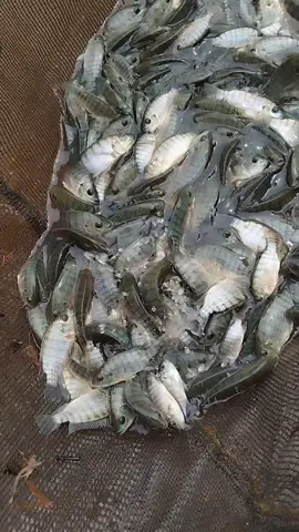#MangLuki mau tanya nih Baraya TJ Fish Farm's.. Baraya disini lebih suka mana nih.. Tebar benih ukuran kecil apa tebar benih ukuran besar..? 🤔 Diluar perdebatan suka yang mana , kita sharing sedikit apa sebenarnya fungsi penyortiran benih tebar ikan nila ya , boleh disimak ya Baraya.. 😌 1. Meningkatkan keseragaman ukuran ikan yang di tebar  2. Mencegah kanibalisme yang di lakukan ikan ukura besar terhadap ikan ukuran kecil 3. Meningkatkan tingkat pertumbuhan ikan untuk mencapai produksi maksimal  4. Pemberian pakan yang bisa di atur dan di prediksi 5. Mempermudah perawatan karena ukuran yang sesuai  6. Memudahkan kita para petani memprediksi panen untuk memenuhi kebutuhan pasar sesuai size yang diminta Mungkin itu beberapa fungsi penyortiran benih tebar dari ikan nila Baraya.. Ada yang mau menambahkan..? Boleh komen di kolom komentar ya.. 😀 #ikannila  #tilapia  #oreochromisniloticus  #ikan #nila #nilajumbo #nilahybrid #nilamonster #nilababon #nilasuper #nilabesar #budidayaikannila #perikanan #panenikan #kolamikan #bibitikan #larvaikan #indukanikan #ikankonsumsi #kolamindukan #kolamlarva #perawatanikan #pemijahanikan  #mangunreja #tasikmalaya #jawabarat #mangluki #NilaTJ #KaLunaFarms #TJFishFarms 