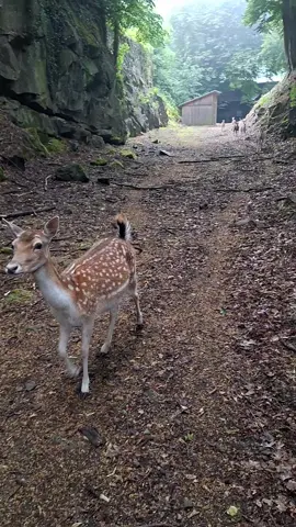 #fridolin #Pöstlingberg #damwild #fallowdeer #fallow #deer #deertiktok #buck #stag #hirsch #animal #fawn #kitz #babydeer #baby 