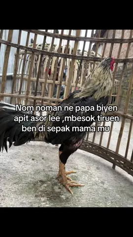Rodok dablek le😆 #ayamberkualitas #ayampakhoy #pamangon #ayambangkoksuper #trend #ayambirma #fyp #lewatberanda #peternakmuda #botohayam #bkselatan 