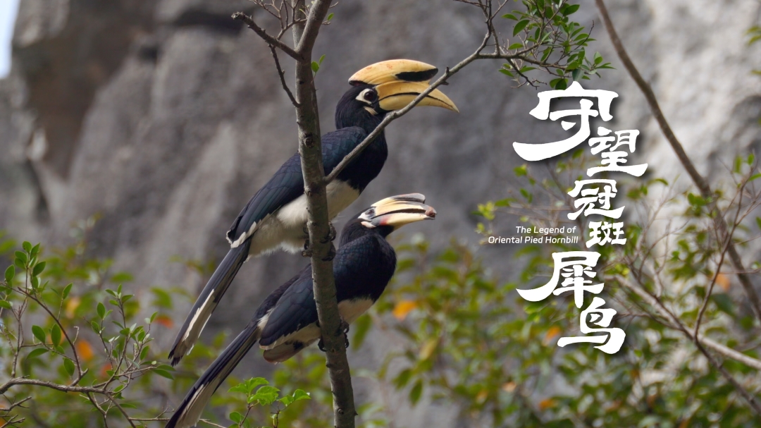 China's first 4K feature documentary on the oriental pied hornbill co-produced by Guangxi Radio and Television and National Broadcasting Services of Thailand will be first presented on June 30, 2025 at Guangxi Satellite Channel (21:50), Guangxi TV International (21:00) and National Broadcasting Services of Thailand