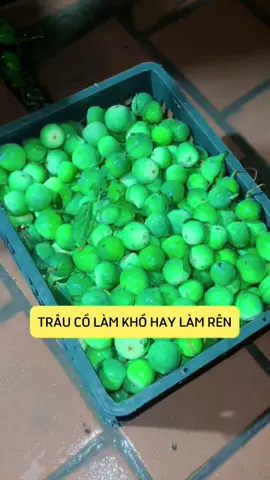 TRÂU CỔ KHỔ LẠI ĐƯỢC RÊN. #duocsinguyentheu #songkhoe247 #ruoutrauco #theuruoutrauco #yeusinhlinam #trauco 