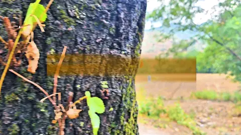 Roar to 1000 followers just hit the follow button❤️😍|edited by Zahیr📷🌸| @TiktokPakistanOfficial unfreeze my account please. Shots by @Samsung #foryou #nature #videography #villagevibes #rain #zaheer 