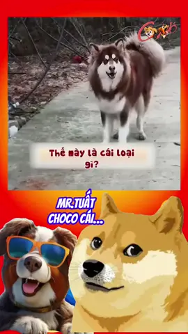 MR.TUẤT NHA TB MÀI😂 #😂😂😂 #dog #dogfun #pet #thucung #funnydog #thucungvuinhon #giảitrí #giaitri #giaitritiktok #giaitritonghop #giảitritiktok🔥🔥 #xuhuong #xuhuongtiktok #xuhuong2024 #thinhhanh #haihuoc #haihuocvuive #haihuocvuinhon #haihuoctiktok #vuivemoingay❤️ #vuivemoingay #vuivekhongquao #viral #viralvideo #viraltiktok #viral_video #video #videoviral #videofunny #videoforyou #funnyvideos #funnyvideo #funny #fyp #fypシ #fypage #foryou #foryoupage #haha #hahaha #cườikhôngnhặtđượcmồm #cườivỡbụng #cườixỉu #cười #hahaha😂😂😂 #hehe #choco 