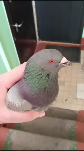 #angrykfc #pigeon #kfc #fyp #angrybirds #100k #funnyvideo #food #muckbang #vladivostok #кфс #злойголубь #босскфс #еда #голубь #докс #опездол #владивосток