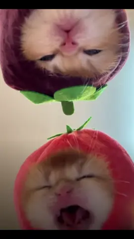crying tomato and quiet mangosteen#cute 