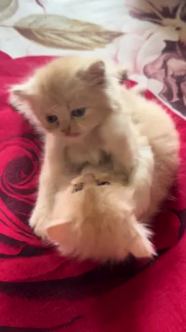 #persiancathous🐈😻 #vairalvideo🥺💔 #foryou #bangladesh🇧🇩 
