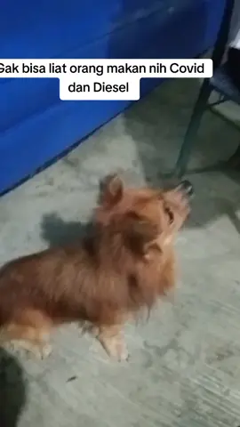 #anabul  #doglover  #dogsoftiktok  #dogs 