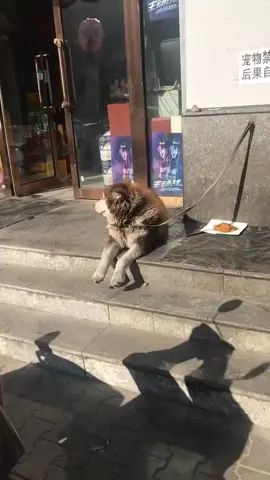 Просто счастливый 🐕 терпеливо ждет #юморок😆 #ржачьдослёз #🐕😁 