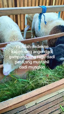 😇#peternakmuda #peternakmudaindonesia🇮🇩🇮🇩🇮🇩 #peternakmilenial #juraganmuda #juragancilik #masukberandafyp #fyppppppppppppppppppppppp #fypシ゚ #juraganwedus 