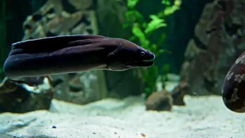 belut listrik #videoviral 