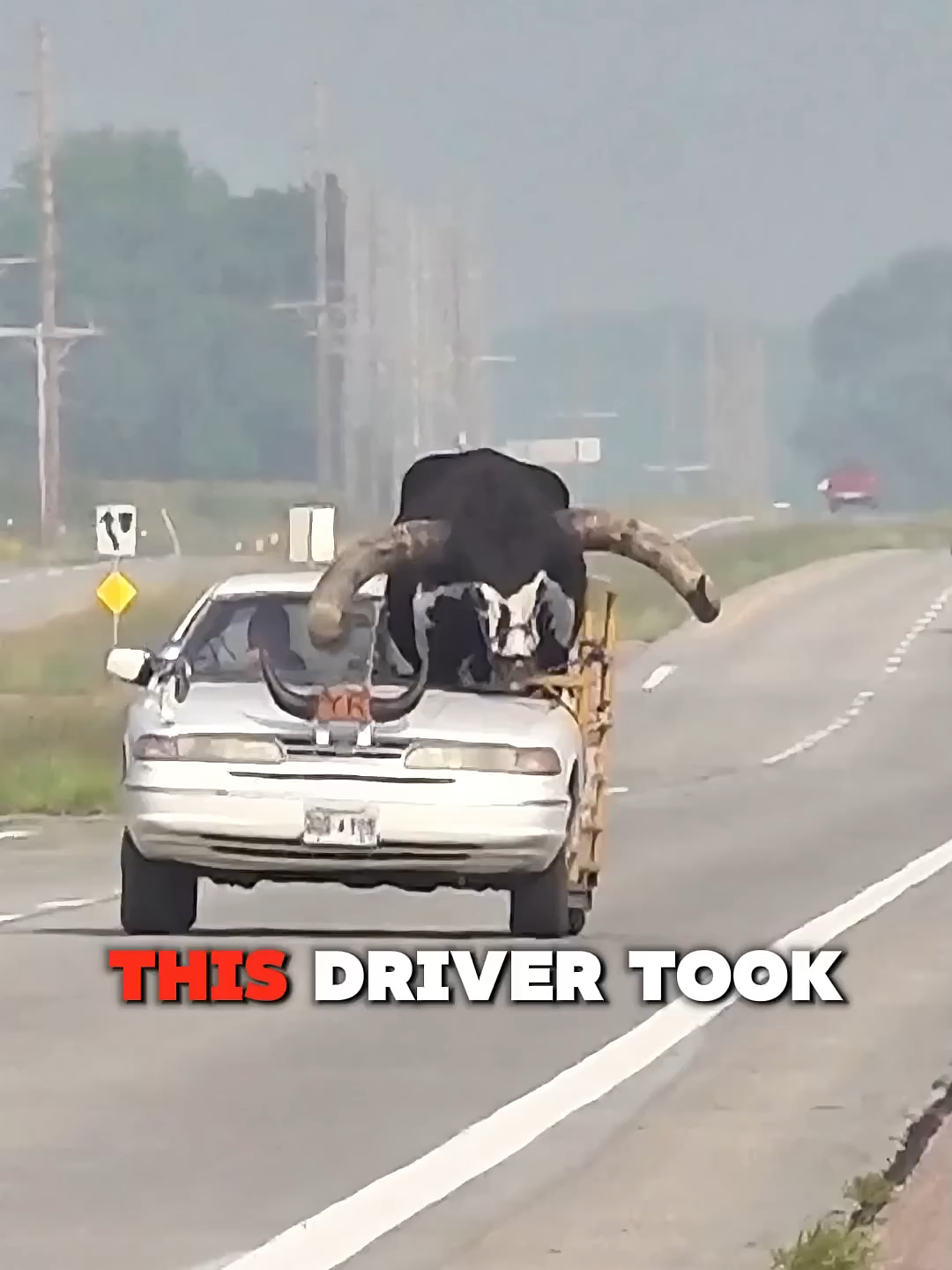 Car With Massive Bull Stopped By Police! 😨